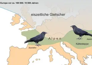 UnterrichtsMaterial "Artbildung bei Raben- und Nebelkr&auml;he