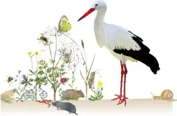 Der_Weissstorch_ in_seiner_Umwelt.jpg