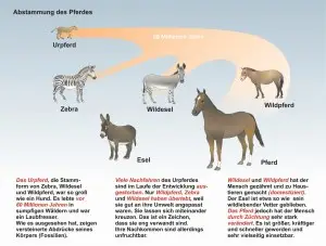 C4.-Das-Pferd--Verwandte