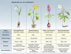 Frühblüher-3