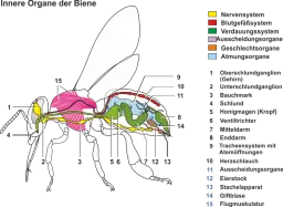 Bauplan_eines_Insekts.png