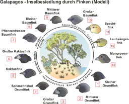 Adaptive_Radiation_-_Galapagosfinken.png