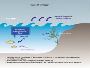 A Wasser 4