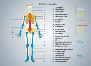 Mensch-Skelett-1
