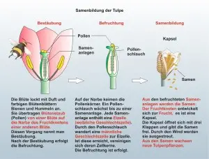Die-Tulpe-4
